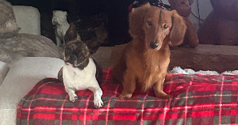 lana pet sitter à ORGEVAL 78630_3