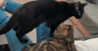 ella pet sitter à MEYZIEU 69330_8