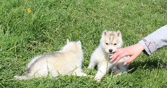 constance pet sitter à CHENNEVIERES SUR MARNE 94430_9