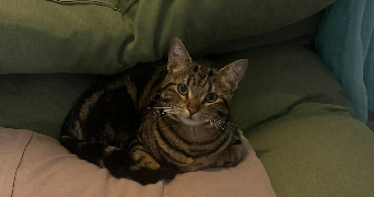 andréa pet sitter à AIGREFEUILLE SUR MAINE 44140_0
