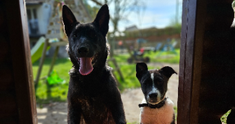 marlene pet sitter à AUNEAU BLEURY ST SYMPHORIEN 28700_17