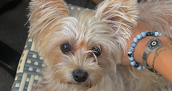 angeline pet sitter à CARCASSONNE 11000_1