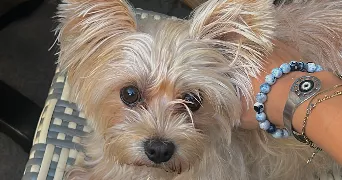 angeline pet sitter à CARCASSONNE 11000