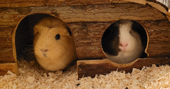 maéva pet sitter à ANZIN ST AUBIN 62223_1