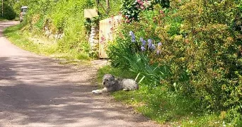 marie-noëlle pet sitter à Foissy-Lès-Vezelay 89450