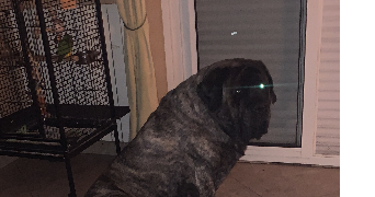 sarah pet sitter à MONTGEROULT 95650_5