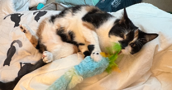 myrcéa pet sitter à NOISY LE GRAND 93160_1