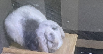 adriana pet sitter à SARAN 45770_3