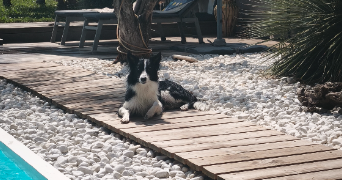 mickaël dog sitter à MARIGNANE 13700_3