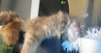 océane pet sitter à VANDOEUVRE LES NANCY 54500_1