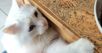 mina pet sitter à QUIMPER 29000_5
