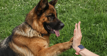 margaux pet sitter à GRADIGNAN 33170_3