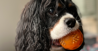 ava pet sitter à PARIS 14 75014_1