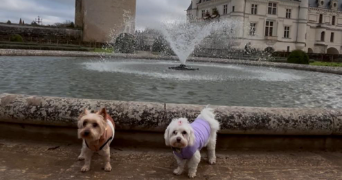 dorine pet sitter à MARNAY 70150_2
