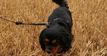 sophie pet sitter à LILLE 59160_3