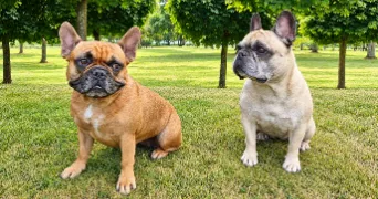 helene pet sitter à COMBS LA VILLE 77380