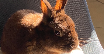 lison pet sitter à LILLE 59800_3