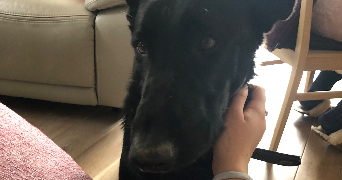 kayleigh pet sitter à ST MARTIN LE VINOUX 38950_5