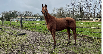 hayden pet sitter à ST MICHEL ESCALUS 40550_0