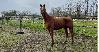 hayden pet sitter à ST MICHEL ESCALUS 40550