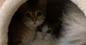 sara pet sitter à AVON 77210_6