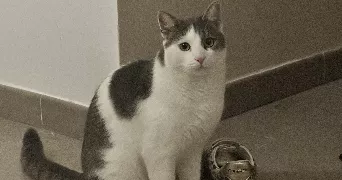 cloé pet sitter à SALON DE PROVENCE 13300