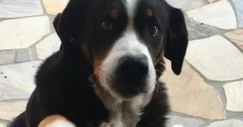 pauline pet sitter à ST GERMAIN EN LAYE 78100