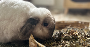 mathilde pet sitter à FRONTON 31620_1