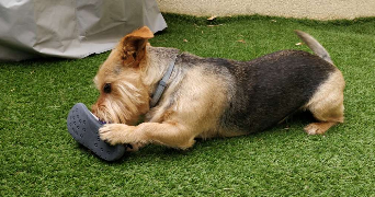 anais pet sitter à GAZERAN 78125_8