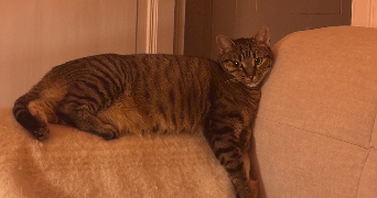 charlie pet sitter à TOULOUSE 31000_2