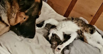 noelia pet sitter à GEMOZAC 17260_10