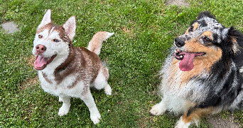 amandine pet sitter à SALOUEL 80480_1
