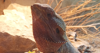 diane pet sitter à MAXEVILLE 54320_4