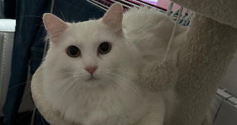 juliette pet sitter à ST ETIENNE 42100_6