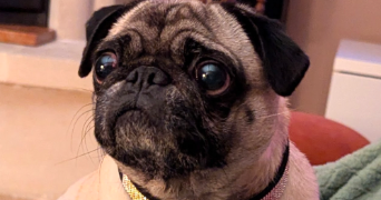 emilie pet sitter à CERGY 95000_2
