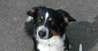 jillian pet sitter à SPEZET 29540_0