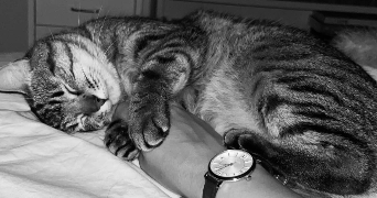 valentine pet sitter à AMIENS 80000_1