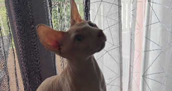 prescillia pet sitter à SIX FOURS LES PLAGES 83140_2