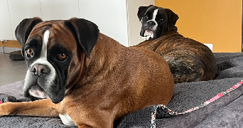 mélissa pet sitter à NANTES 44000_2