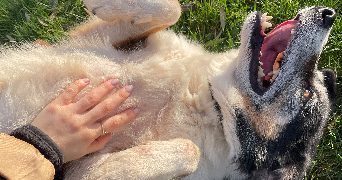 françoise pet sitter à TOULOUSE 31000_2