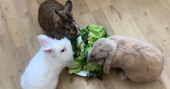 agathe pet sitter à MARSEILLE 16 13016_2