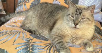 chevtchenko pet sitter à VALENSOLE 04210_3