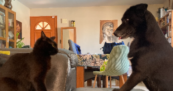 maë pet sitter à MONTPELLIER 34090_2