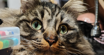 gaëlle pet sitter à LA CIOTAT 13600_2