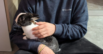 theo pet sitter à MANDELIEU LA NAPOULE 06210_1