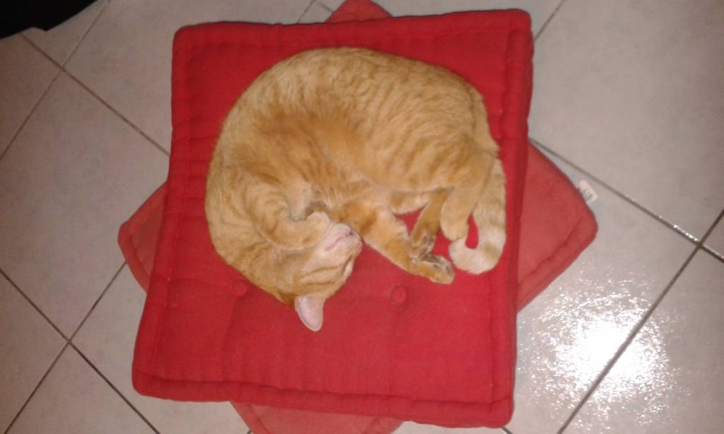 Marylène pet sitter à Le Barcarès 66420_0