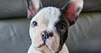 gwenaelle pet sitter à PLUNERET 56400_2