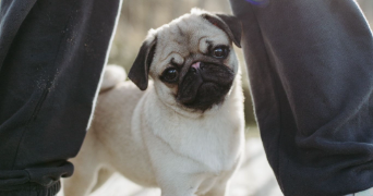 elise pet sitter à GIF SUR YVETTE 91190_3