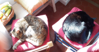 sylvie pet sitter à NICE 06300_3