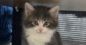 marion pet sitter à RIEDISHEIM 68400_1